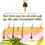 Kích thích mọc tóc với chiết xuất gai dầu giàu Cannabidiol (CBD)