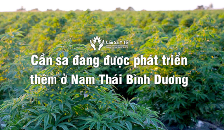 can-sa-dang-duoc-phat-trien-them-o-nam-thai-binh-duong
