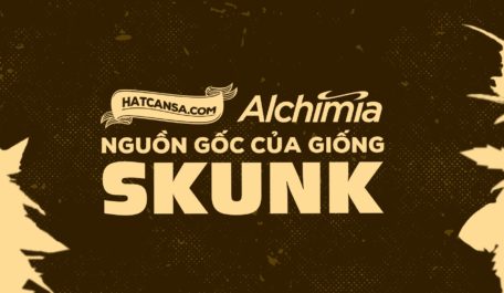 nguon-goc-cua-giong-skunk
