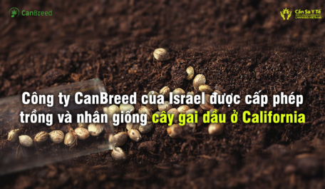 cong-ty-canbreed-cua-israel-duoc-cap-phep-trong-va-nhan-giong-cay-gai-dau-o-california