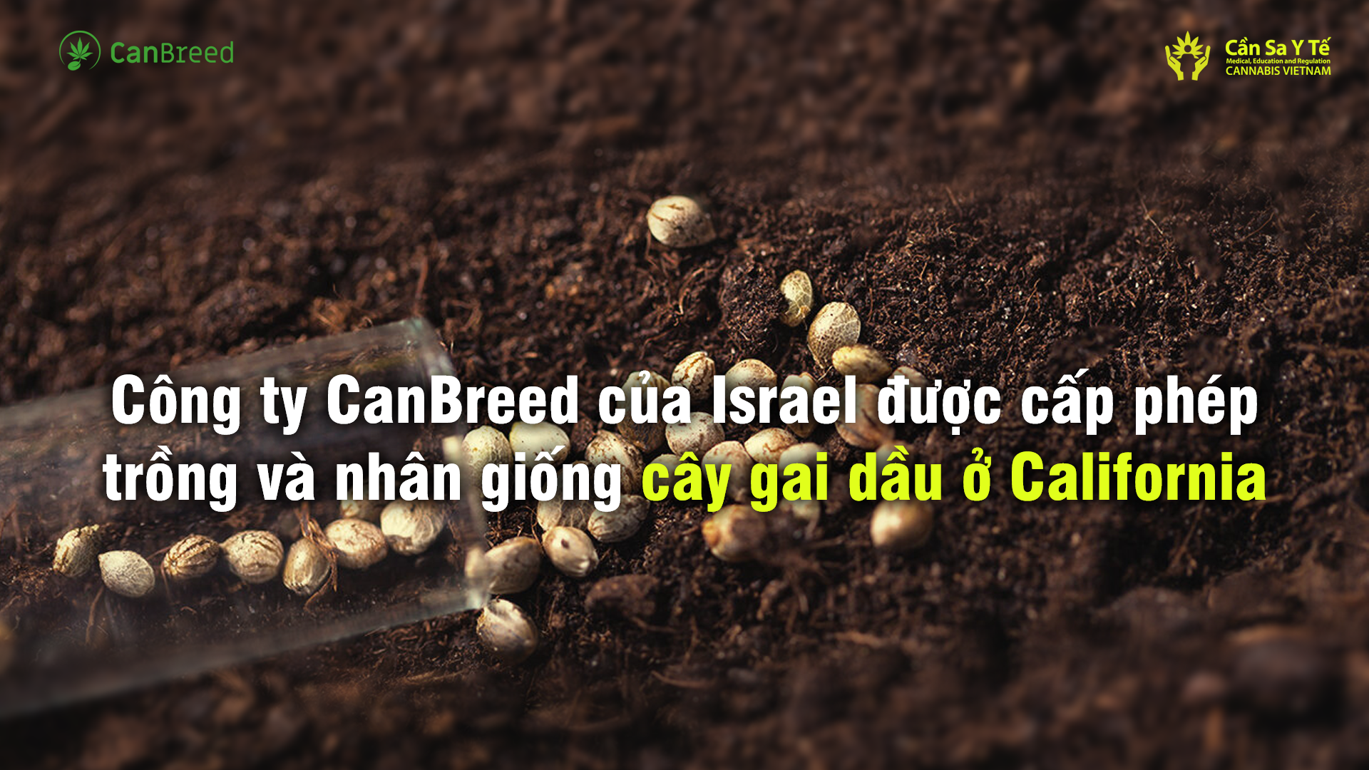 Công ty CanBreed của Israel được cấp phép trồng và nhân giống cây gai dầu ở California