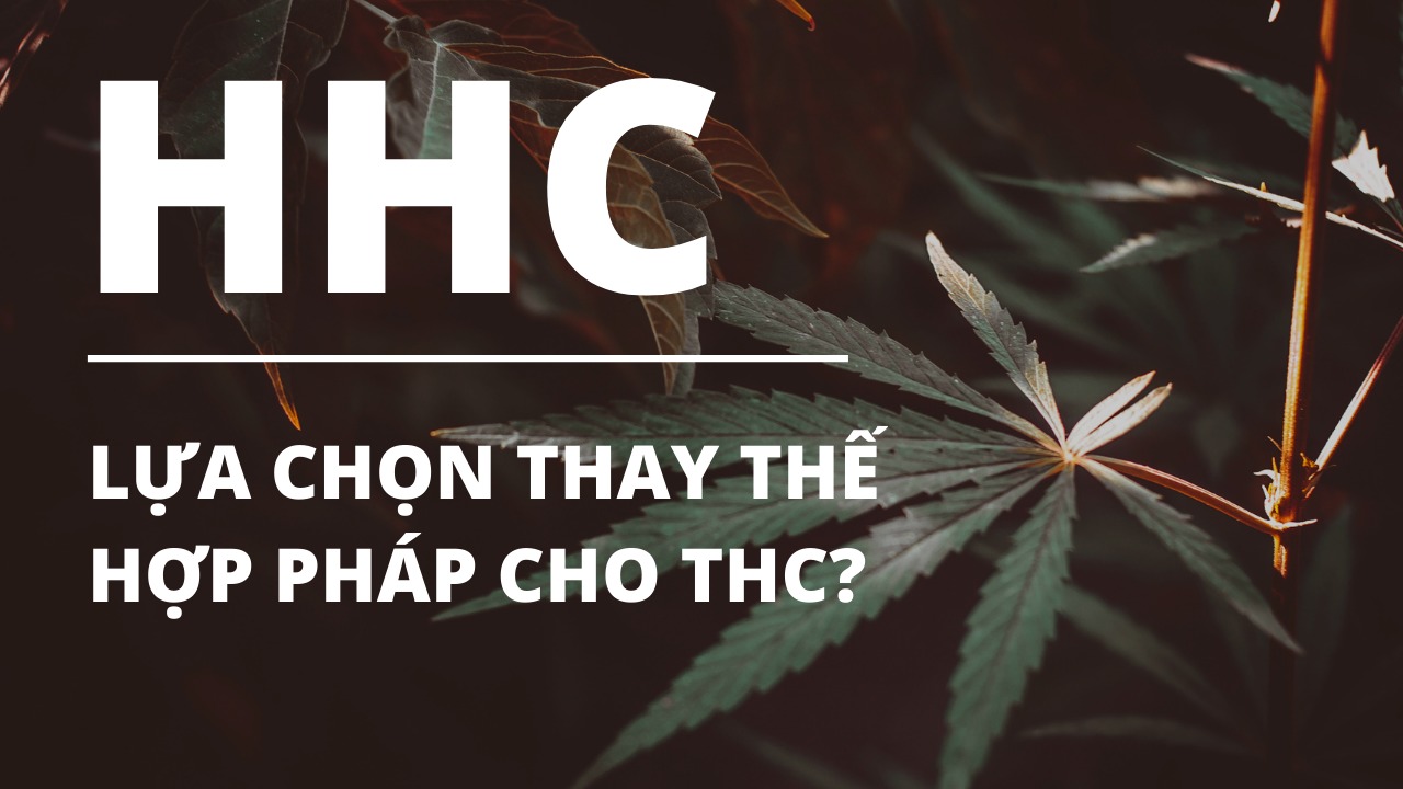 HHC là gì? Lựa chọn thay thế hợp pháp cho THC?