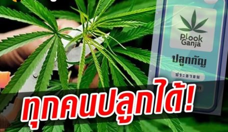 Nguoi Thai Lan su dung apps plook ganja de trong can sa hop phap tai nha