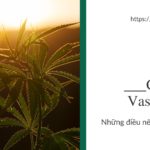 cannabis-vaseline-nhung-dieu-nen-va-khong-nen