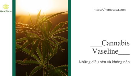cannabis-vaseline-nhung-dieu-nen-va-khong-nen