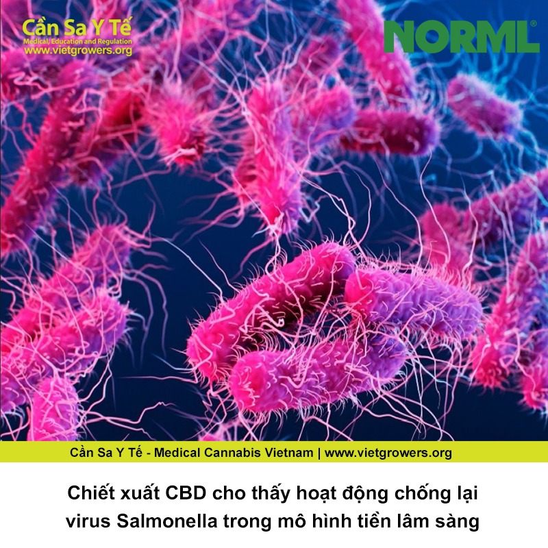 Chiet-xuat-CBD-cho-thay-hoat-dong-chong-lai-virus-Salmonella-trong-mo-hinh-tien-lam-sang
