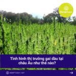 tinh-hinh-thi-truong-gai-dau-tai-chau-au-nhu-the-nao