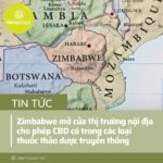 zimbabwe-mo-cua-thi-truong-noi-dia-cho-phep-cbd-co-trong-cac-loai-thuoc-thao-duoc-truyen-thong