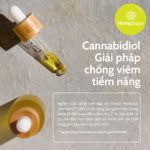 cannabidiol-giai-phap-chong-viem-tiem-nang