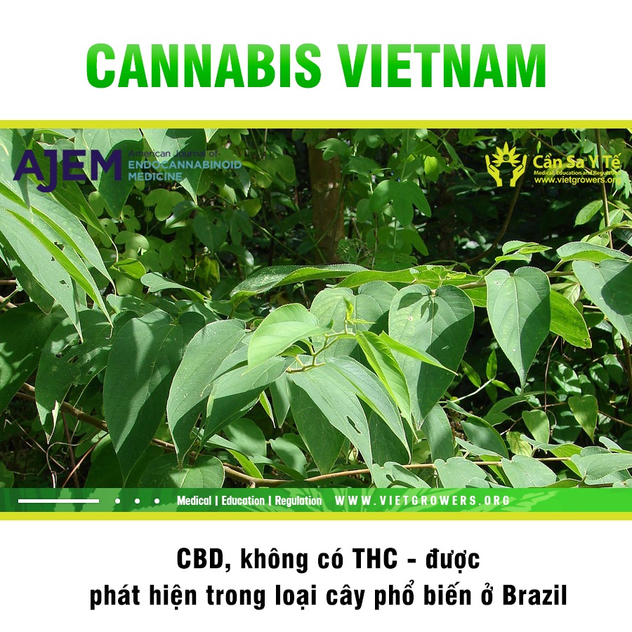 CBD không có THC được phát hiện trong loại cây phổ biến ở Brazil