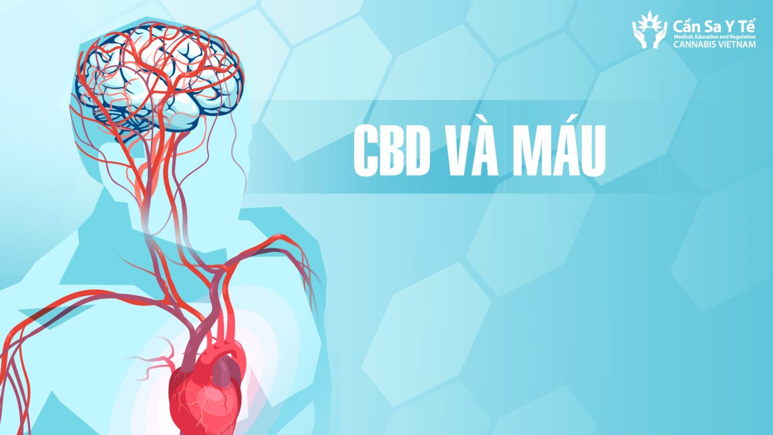 CBD và máu – CANNABIS VIETNAM