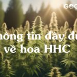 Thong tin day du ve hoa HHC