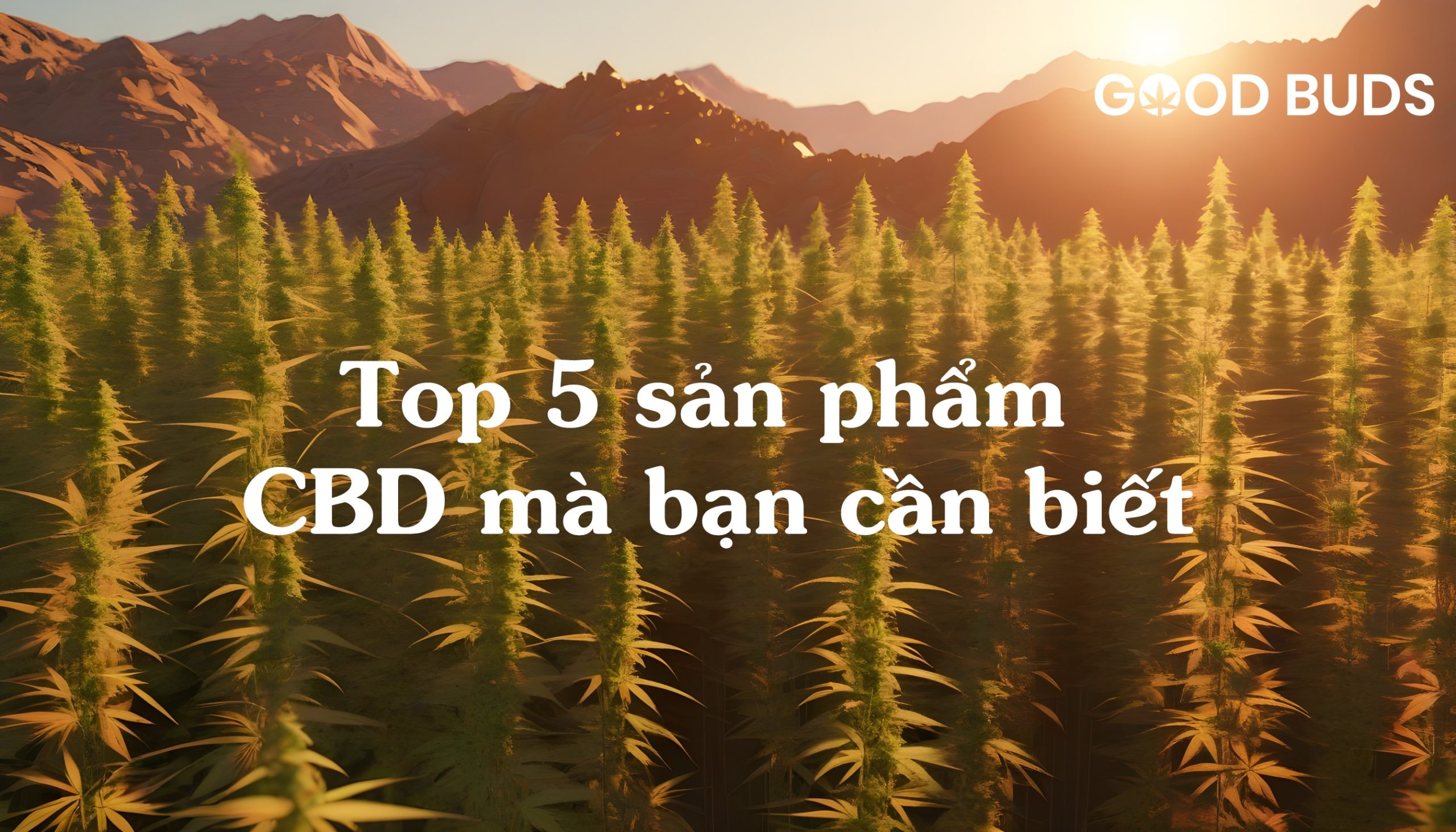 Top 5 san pham CBD ma ban can biet scaled